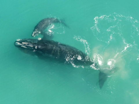 Austral Place 88 Via Merri River - Local Tourism 23