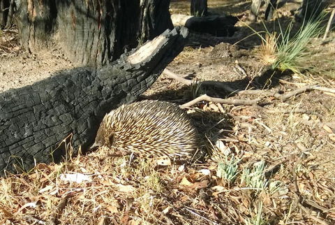 Grampians Pomonal Cottages - Accommodation Australia 25