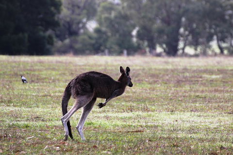 Grampians Pomonal Cottages - Accommodation Australia 26