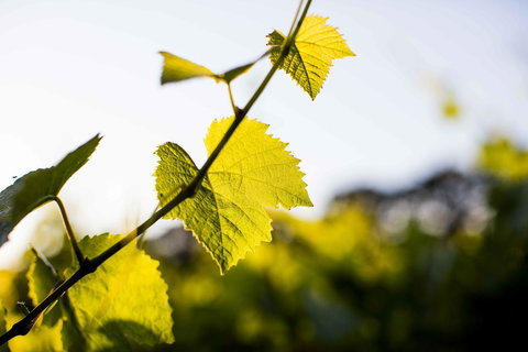 Polperro Villas - Australia Shopping 23