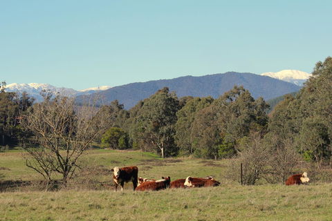 3 Bells Alpine Cottage - Accommodation Australia 21