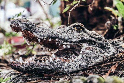 Cool Bananas Backpackers - Australia Shopping 42