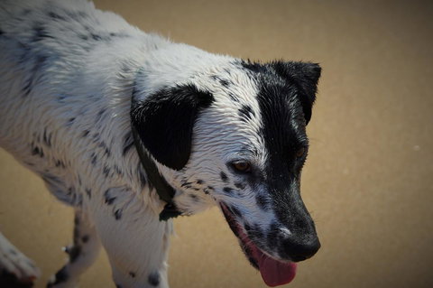 Backpackers At 1770 - Australia Shopping 21