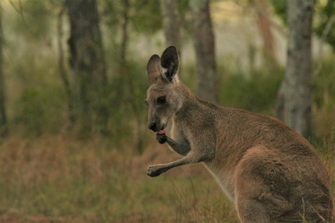 Lake Weyba Noosa Lodge & Kangaroos - Australia Shopping 43