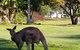Lake Weyba Noosa Lodge & Kangaroos - thumb 24