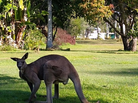 Lake Weyba Noosa Lodge & Kangaroos - Australia Shopping 24