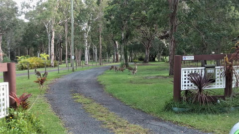 Lake Weyba Noosa Lodge & Kangaroos - Australia Shopping 42