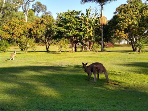 Lake Weyba Noosa Lodge & Kangaroos - Australia Shopping 8