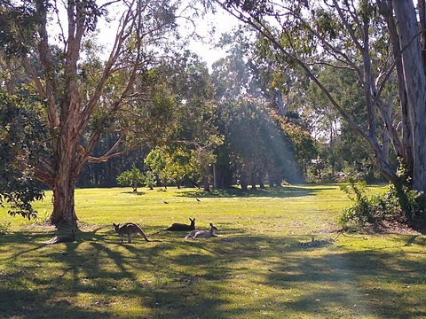 Lake Weyba Noosa Lodge & Kangaroos - Australia Shopping 4