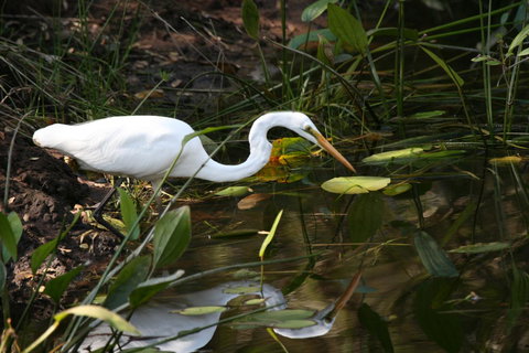 Lake Weyba Noosa Lodge & Kangaroos - Australia Shopping 33