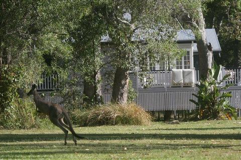 Lake Weyba Noosa Lodge & Kangaroos - Australia Shopping 31