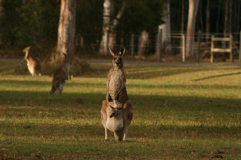 Lake Weyba Noosa Lodge & Kangaroos - Australia Shopping 16