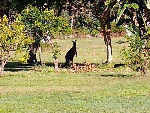 Lake Weyba Noosa Lodge & Kangaroos - Australia Shopping 29
