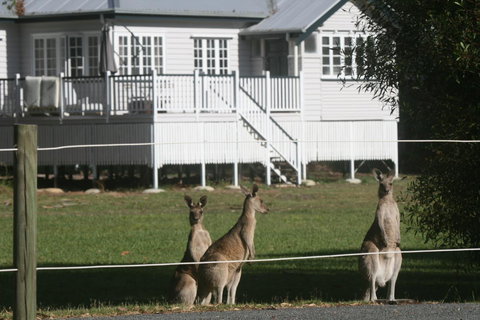 Lake Weyba Noosa Lodge & Kangaroos - Australia Shopping 28