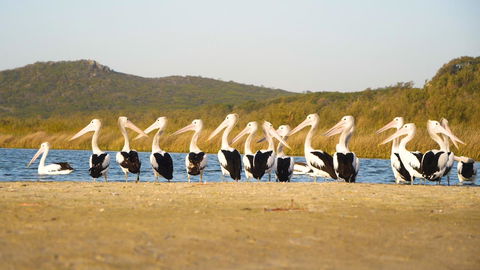 Castaways Moreton Island - Accommodation Australia 11