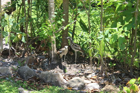 Amaroo On Mandalay, Magnetic Island - Accommodation Australia 40