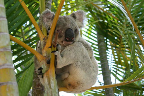 Amaroo On Mandalay, Magnetic Island - Accommodation Australia 44
