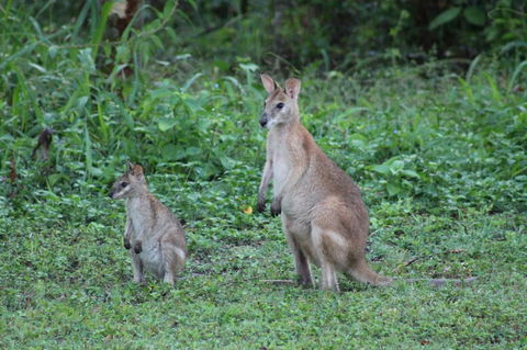 Airlie Beach Eco Cabins - Adults Only - Accommodation Australia 16