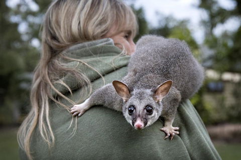 Airlie Beach Eco Cabins - Adults Only - Accommodation Australia 3