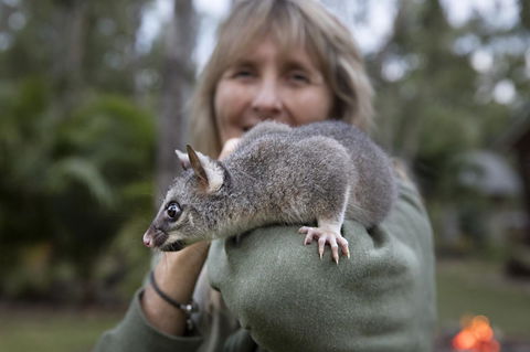 Airlie Beach Eco Cabins - Adults Only - Accommodation Australia 11