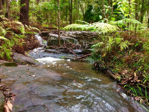 Noosa Hinterland Retreat - Accommodation Australia 12