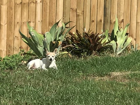 Whitsunday Luxury Homes - Local Tourism 42