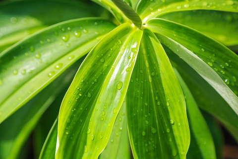 Port Douglas Motel - Local Tourism 27