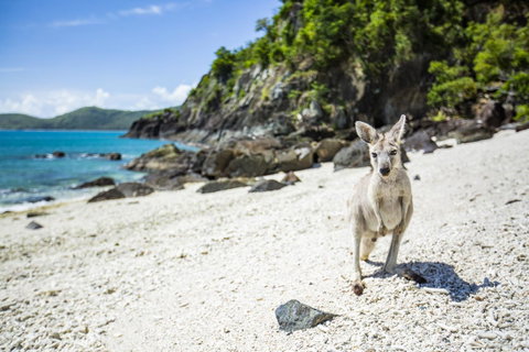 Daydream Island Resort - Accommodation Australia 26