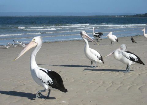 Fairways Golf & Beach Retreat Bribie Island - Accommodation Australia 3