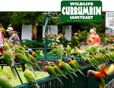 Private Guest Suite High On Currumbin Hill - Local Tourism 19