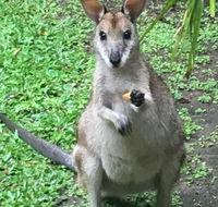 Bluewater Bed  Breakfast Cairns - Accommodation Australia