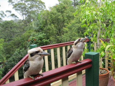 Shasta Place - Accommodation Australia 12
