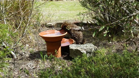 Wind Song Bed & Breakfast - Accommodation Australia 3