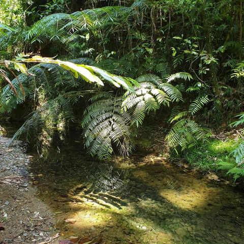 A Daintree Garden - Accommodation Australia 4