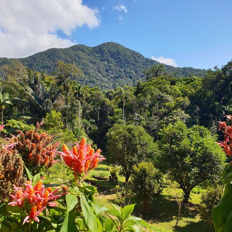 A Daintree Garden - Accommodation Australia 2