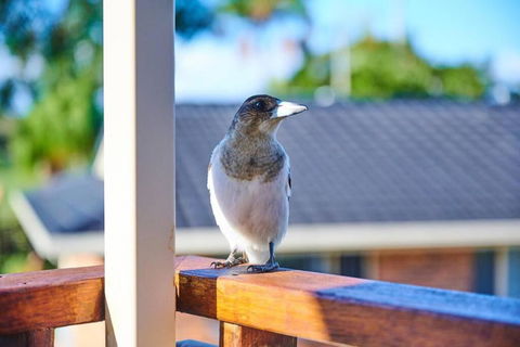 A Kids Dream & Paradise For Parents - Accommodation Australia 2
