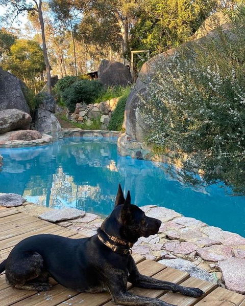 A Paradise For Dogs And A Magical Retreat For Hoomans - Accommodation Australia 4