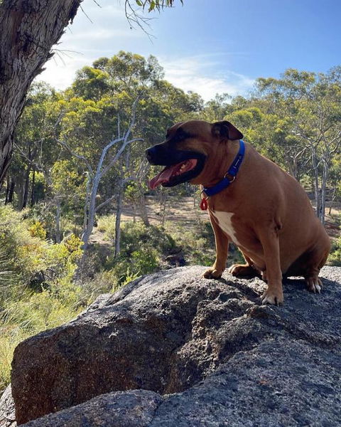 A Paradise For Dogs And A Magical Retreat For Hoomans - Accommodation Australia 3