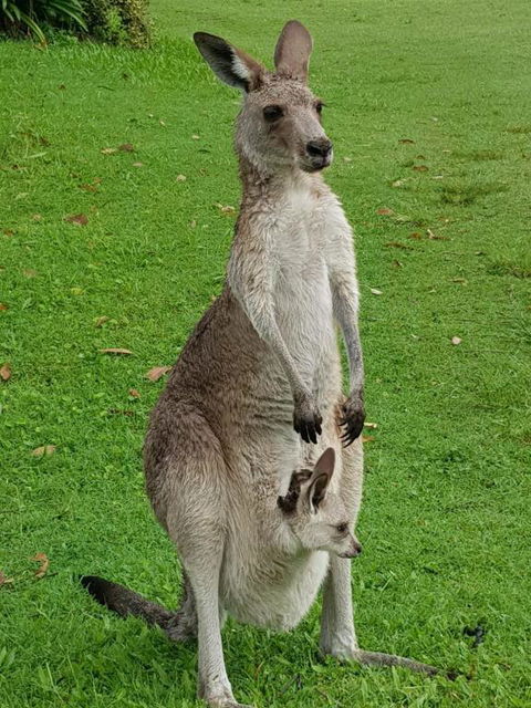 At Melaleuca 3 - Accommodation Australia 3