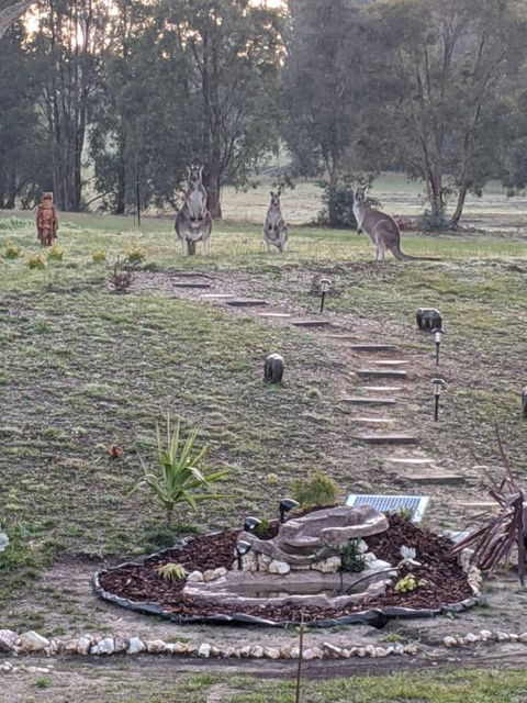 Australian Wildlife At Your Door - Accommodation Australia 0
