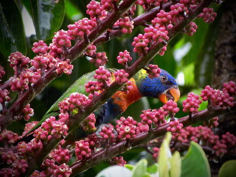 Daintree Manor B&B - Accommodation Australia 4