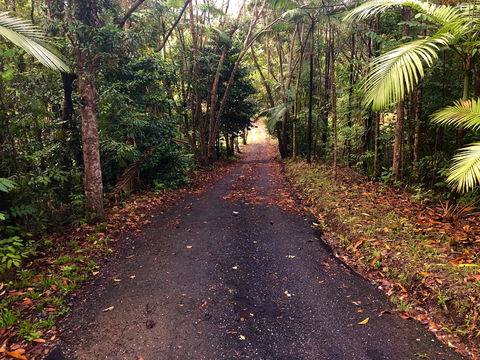 Daintree Manor B&B - Accommodation Australia 12