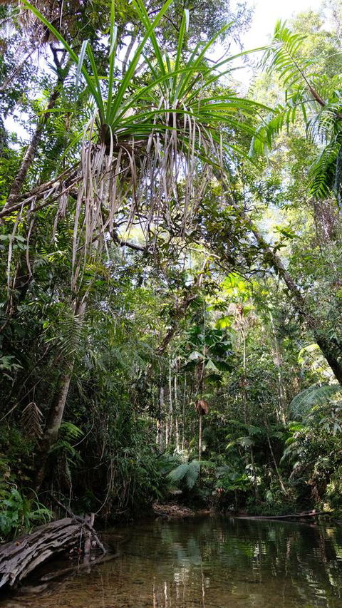 Daintree Manor B&B - Accommodation Australia 7
