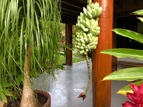 Daintree Manor B&B - Accommodation Australia 10