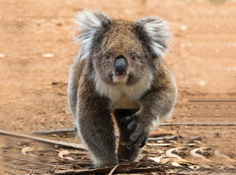 Hanson Bay Cabins - Australia Shopping 5