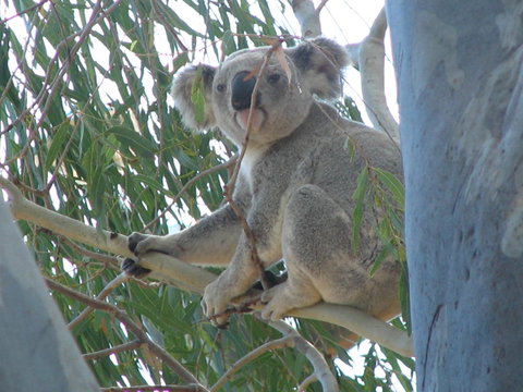 Tropical Palms Resort & 4WD Hire - Accommodation Australia 29