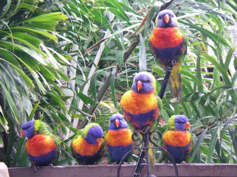 Tropical Palms Resort & 4WD Hire - Accommodation Australia 36