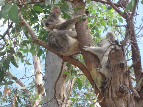 Magnetic Island Bed And Breakfast - Accommodation Australia 17