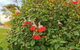 Colac Otway Caravan & Cabin Park - thumb 2