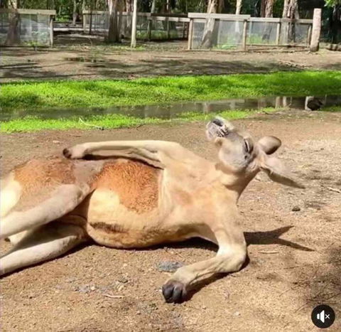 D110 Sweet Melon Super Stay-fantastic - Accommodation Australia 2